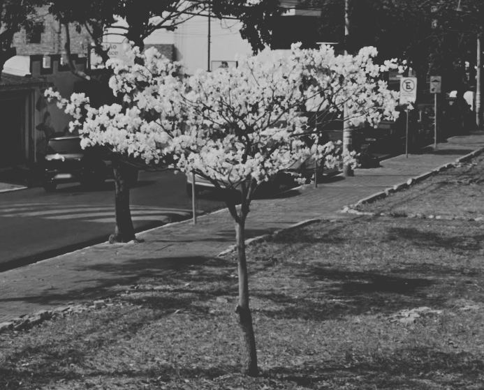 Handroanthus rosealba